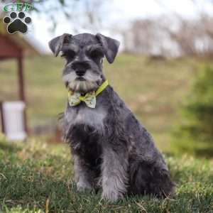 Anne, Miniature Schnauzer Puppy